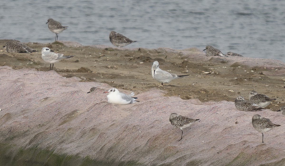 ユリカモメ - ML645658753