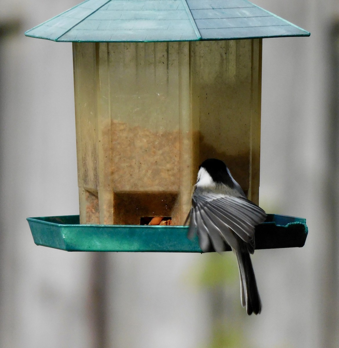 Mésange à tête noire - ML645658757