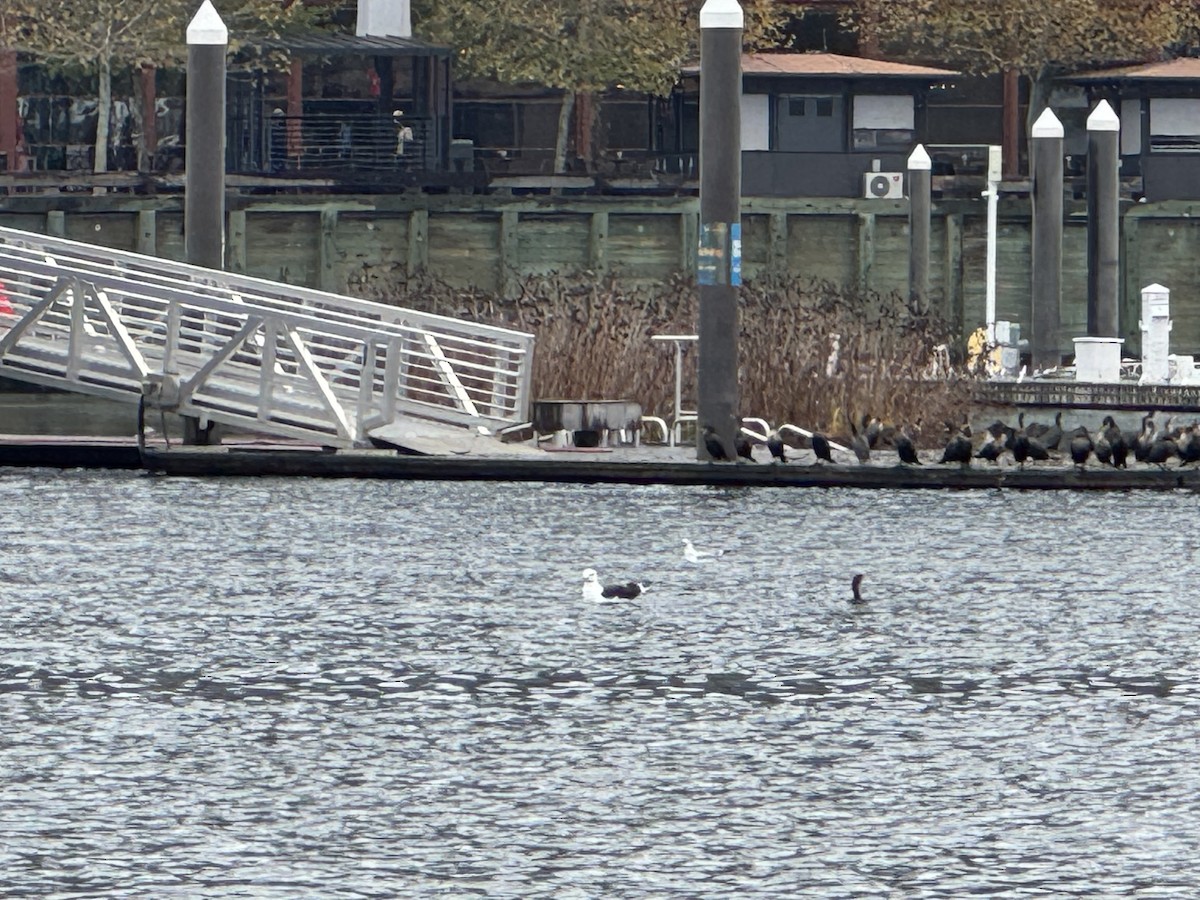Great Black-backed Gull - ML645658758