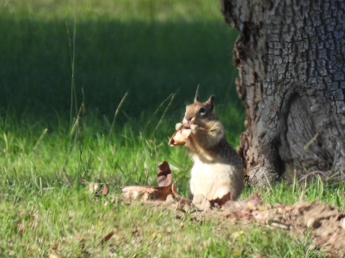 Animals - ML645658763