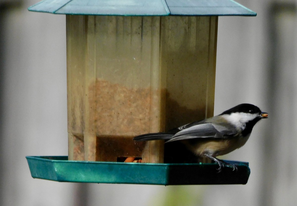 Mésange à tête noire - ML645658771