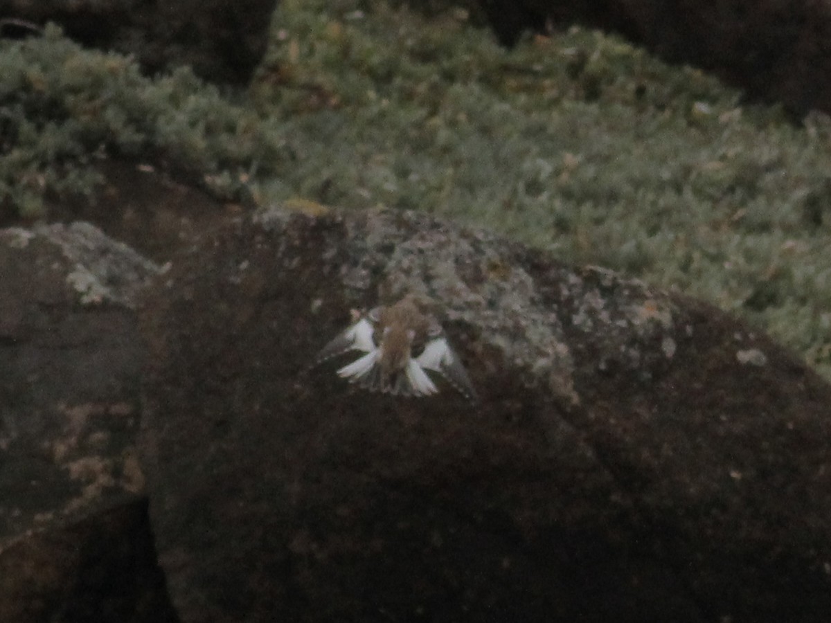 Snow Bunting - ML645658772