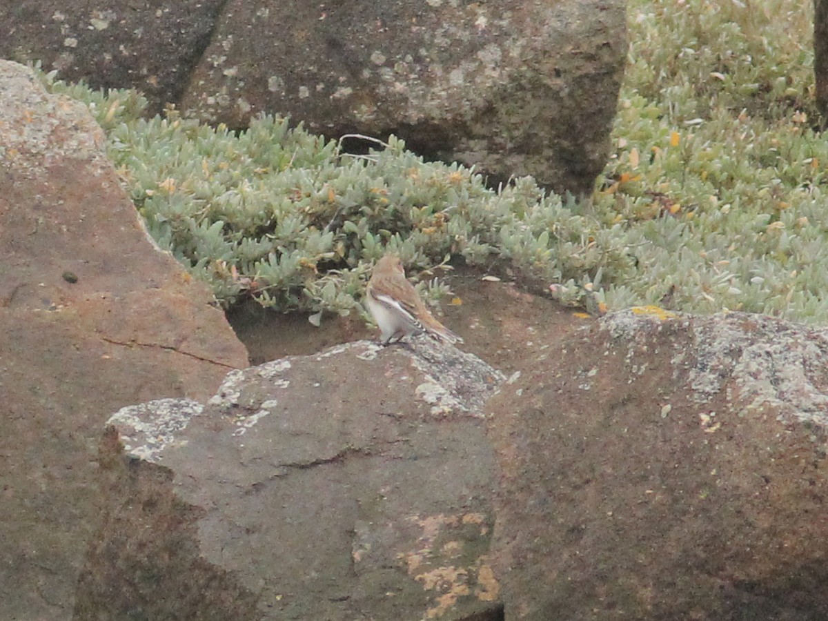 Snow Bunting - ML645658773