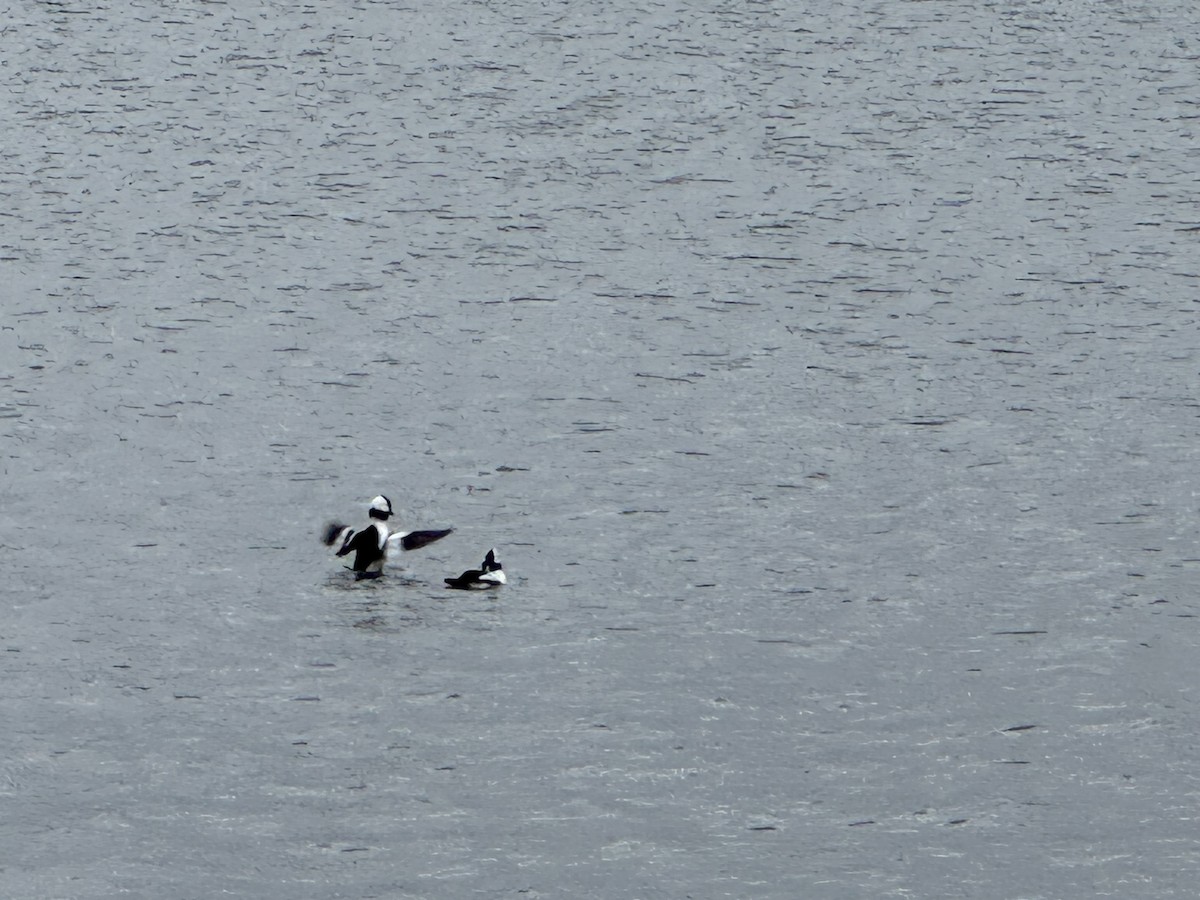 Bufflehead - ML645658774