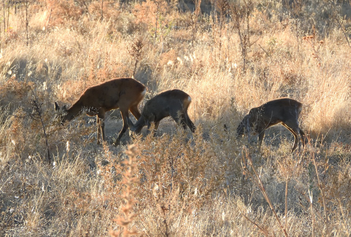 Western Roe Deer - ML645658777