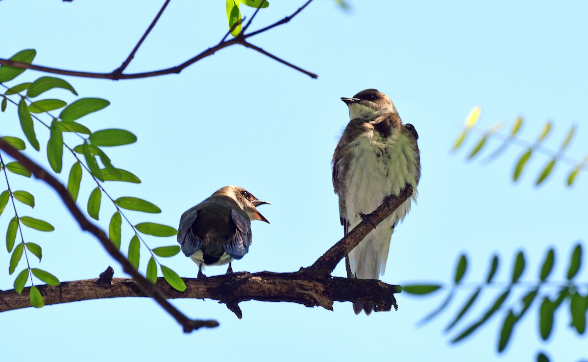 Gray-breasted Martin - ML645658782