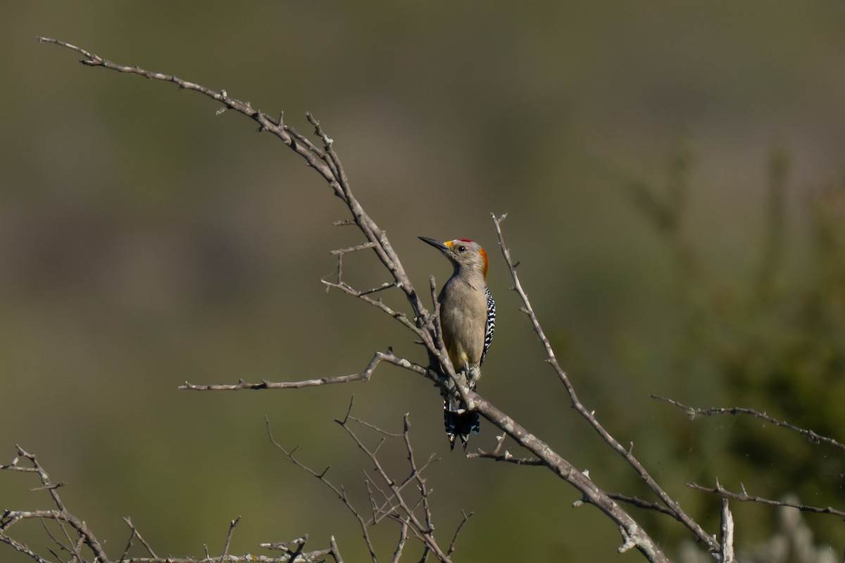 Golden-fronted Woodpecker - ML645658787