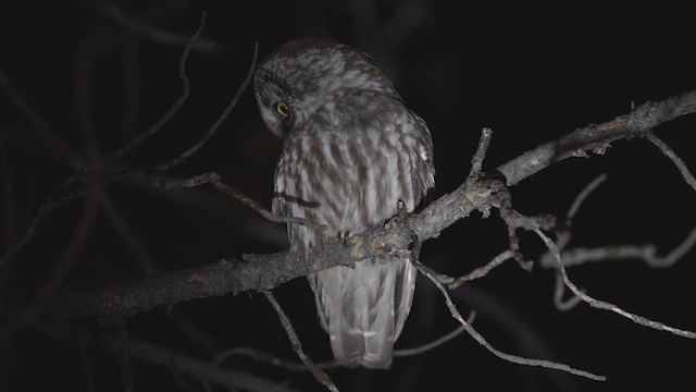 Boreal Owl - ML645658791