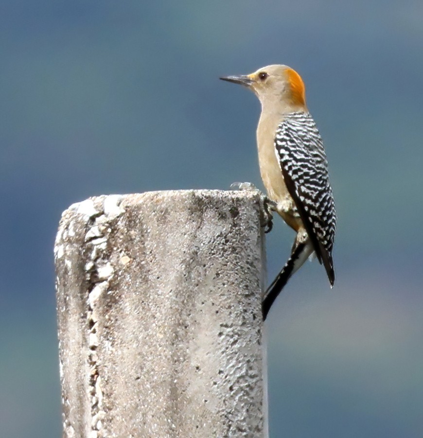 Pic à front doré - ML645658794