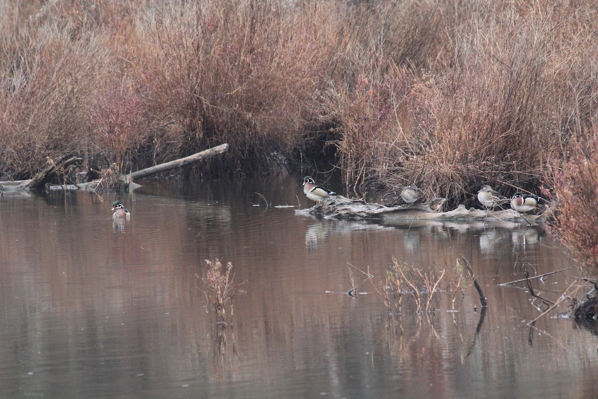 Wood Duck - ML645658795
