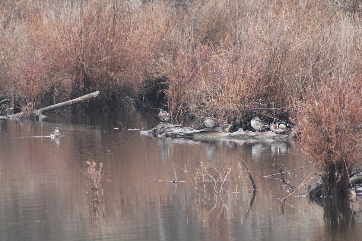 Wood Duck - ML645658796