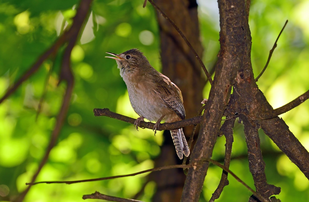 Southern House Wren - ML645658797