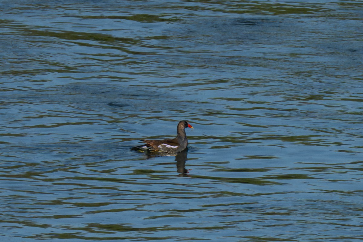 Common Gallinule - ML645658798
