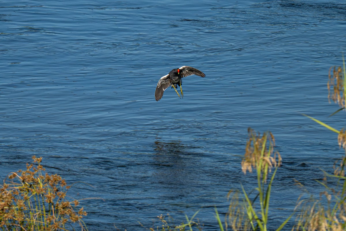 Gallinule d'Amérique - ML645658799