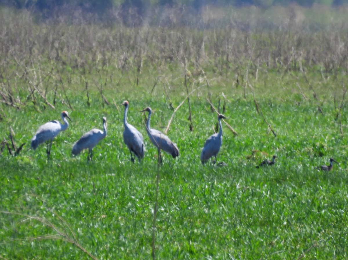 jeřáb australský - ML645658801