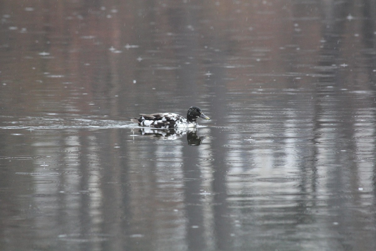 Mallard (Domestic type) - ML645658802