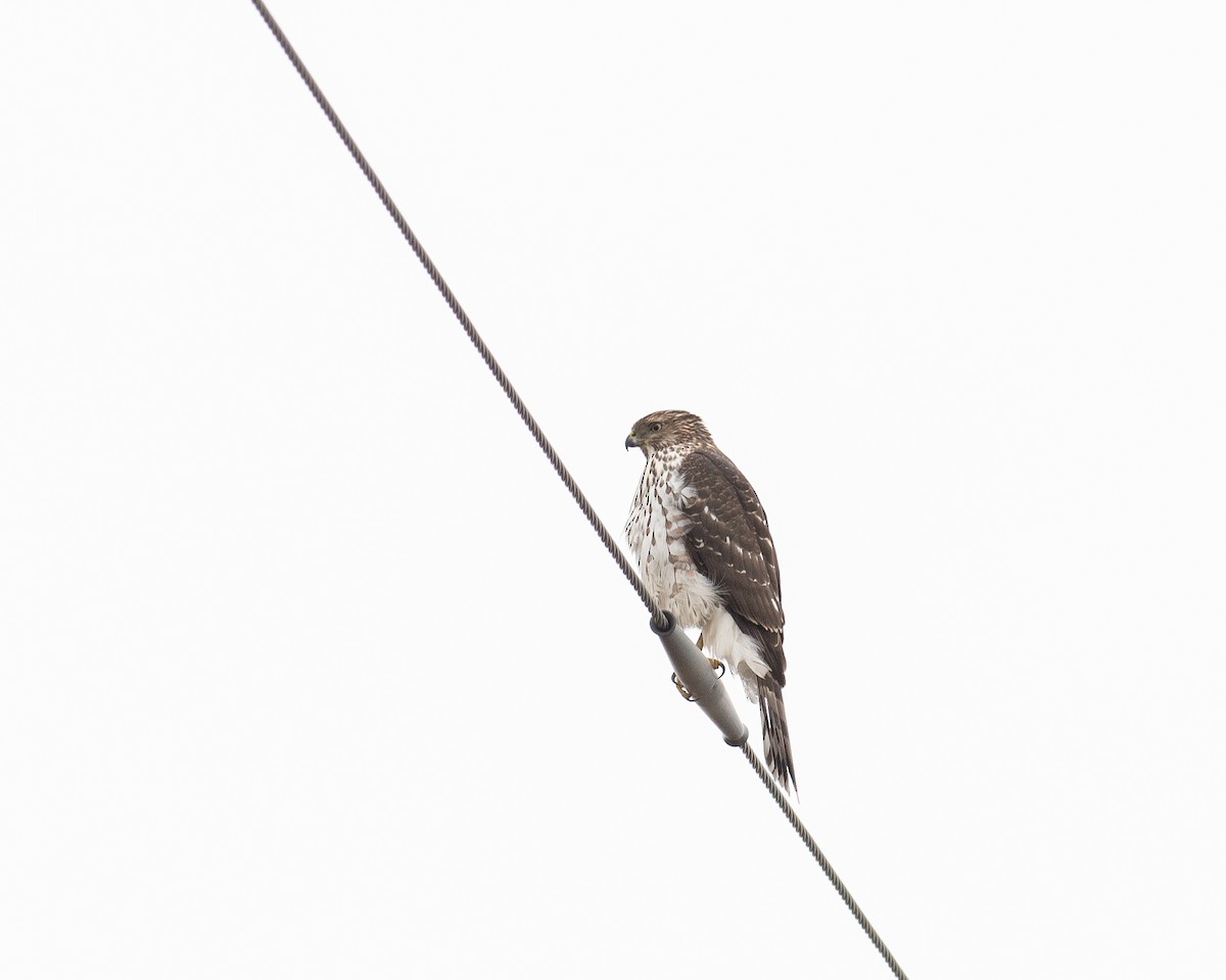 Cooper's Hawk - ML645658805