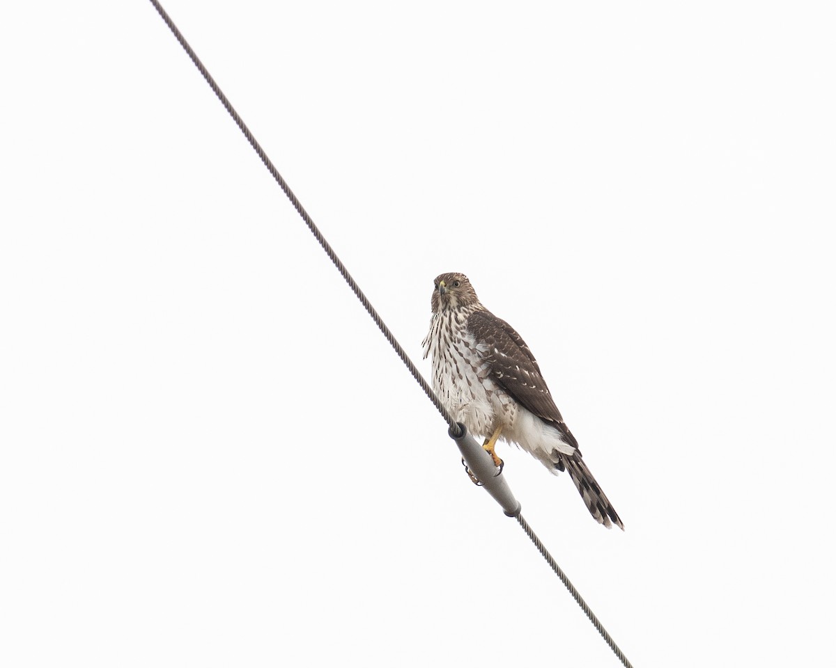 Cooper's Hawk - ML645658806