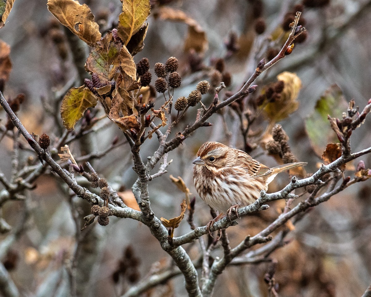 Song Sparrow - ML645658808