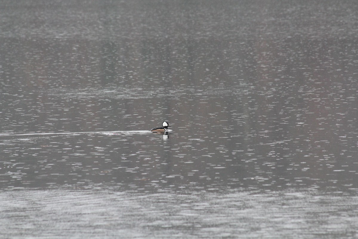 Hooded Merganser - ML645658810