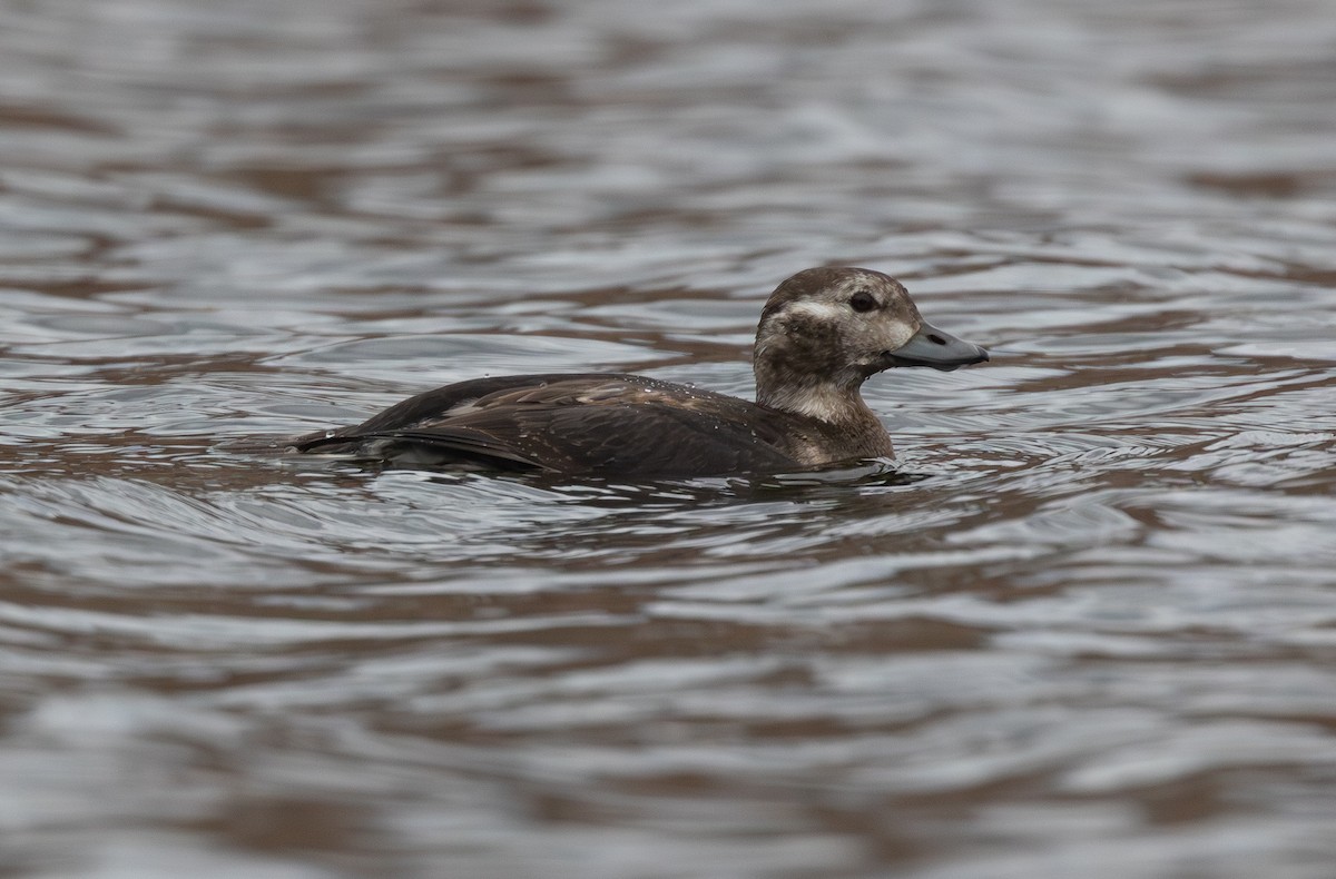 Long-tailed Duck - ML645658812