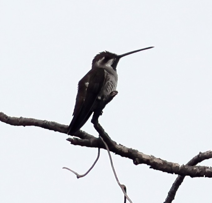 Plain-capped Starthroat - ML645658813