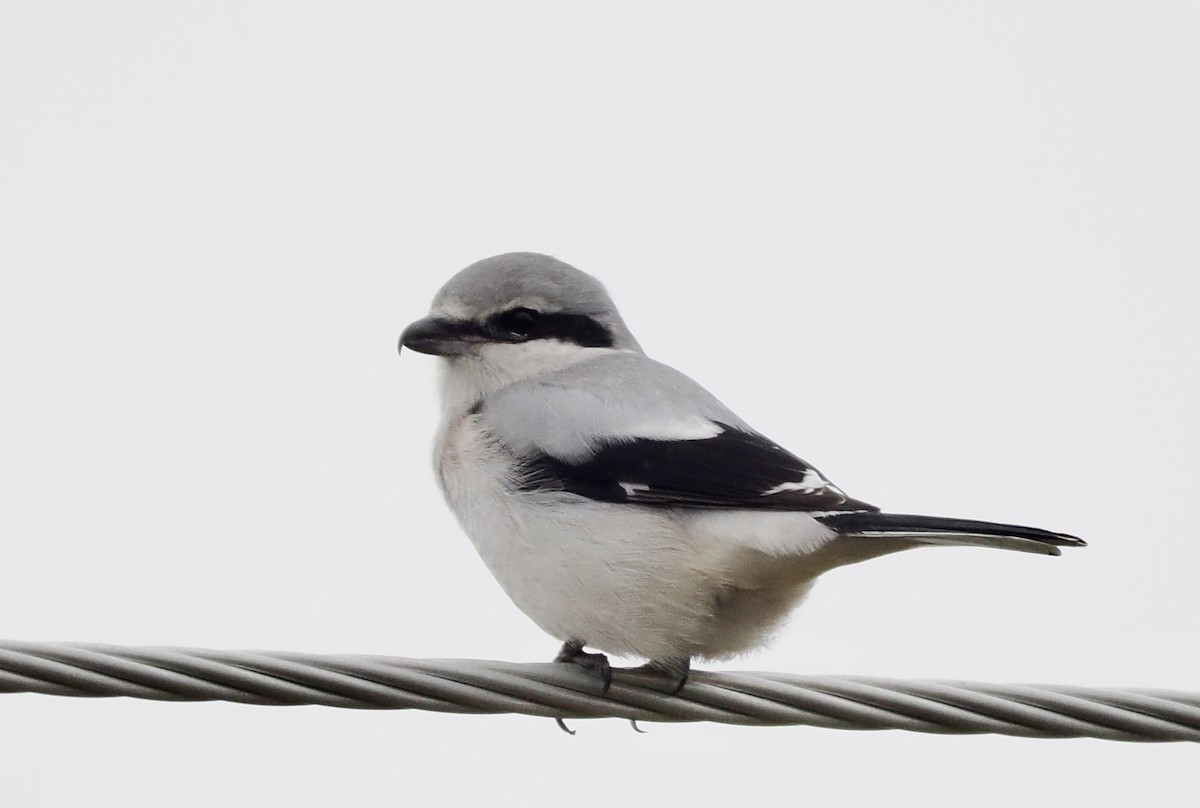 Northern Shrike - ML645658816