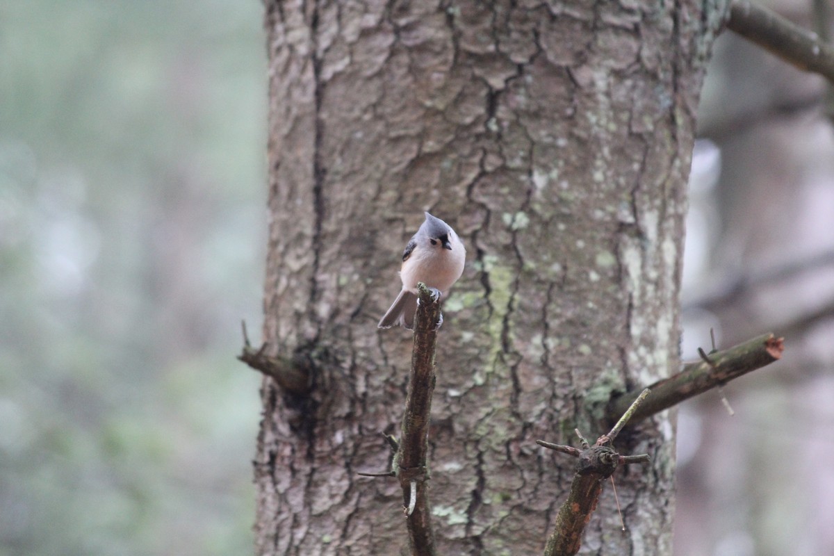 Tufted Titmouse - ML645658818