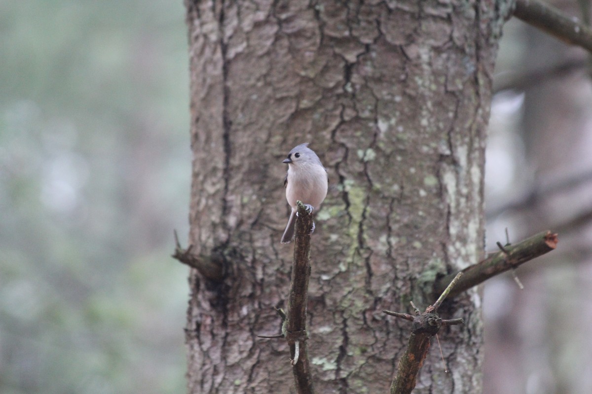 Tufted Titmouse - ML645658819