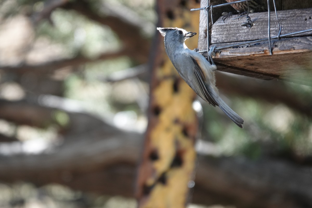 Black-crested Titmouse - ML645658820