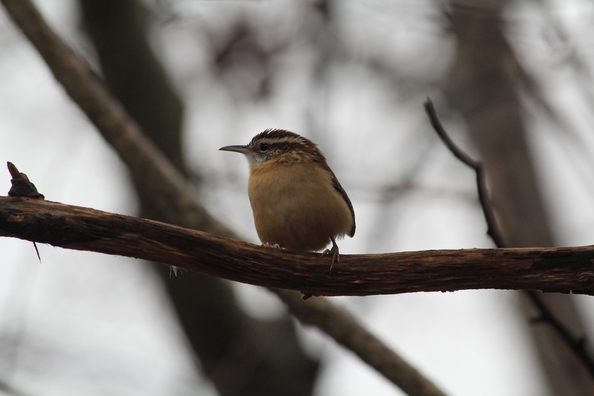 Carolina Wren - ML645658821