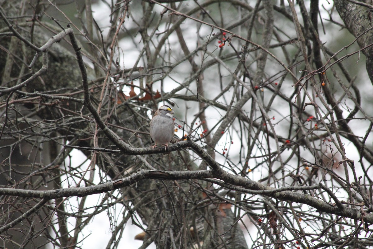 White-throated Sparrow - ML645658826