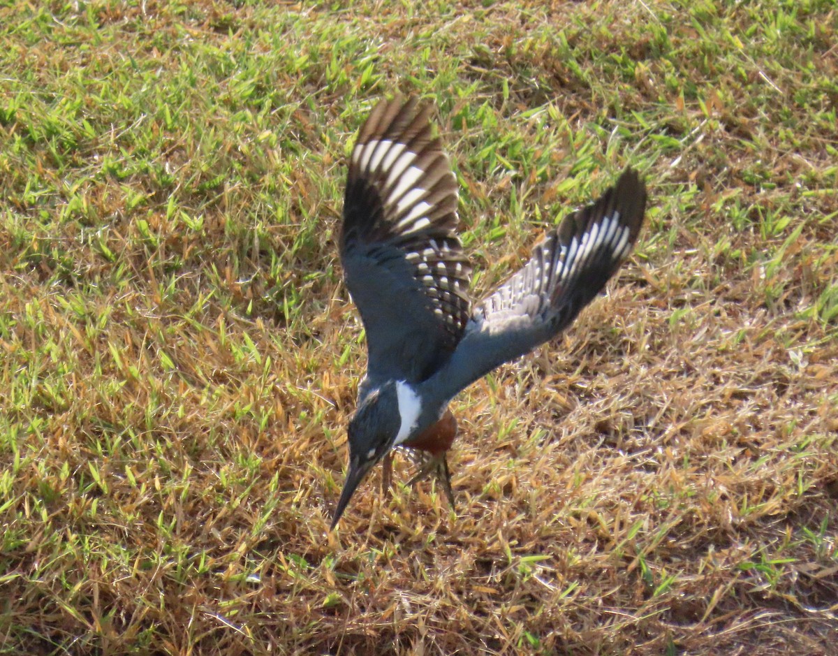 Ringed Kingfisher - ML645658827