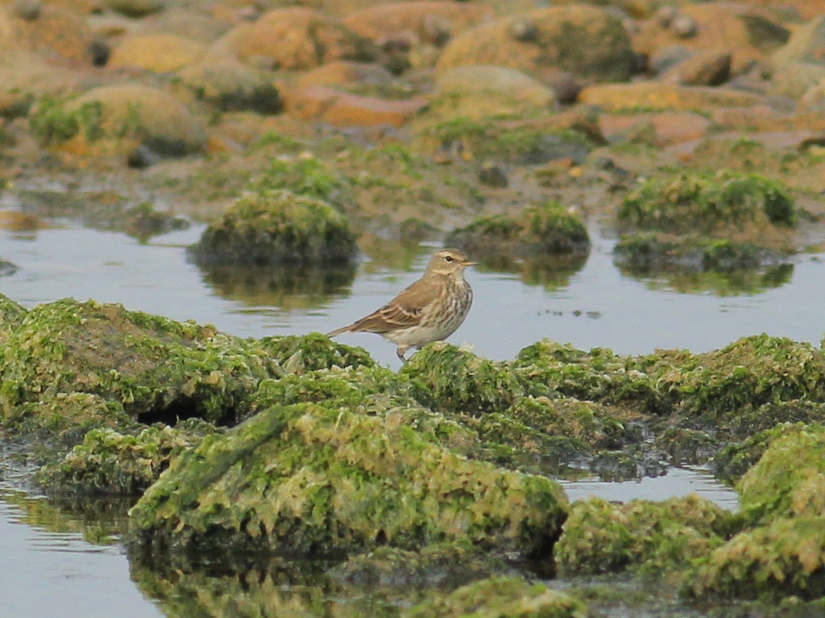Water Pipit - ML645658829