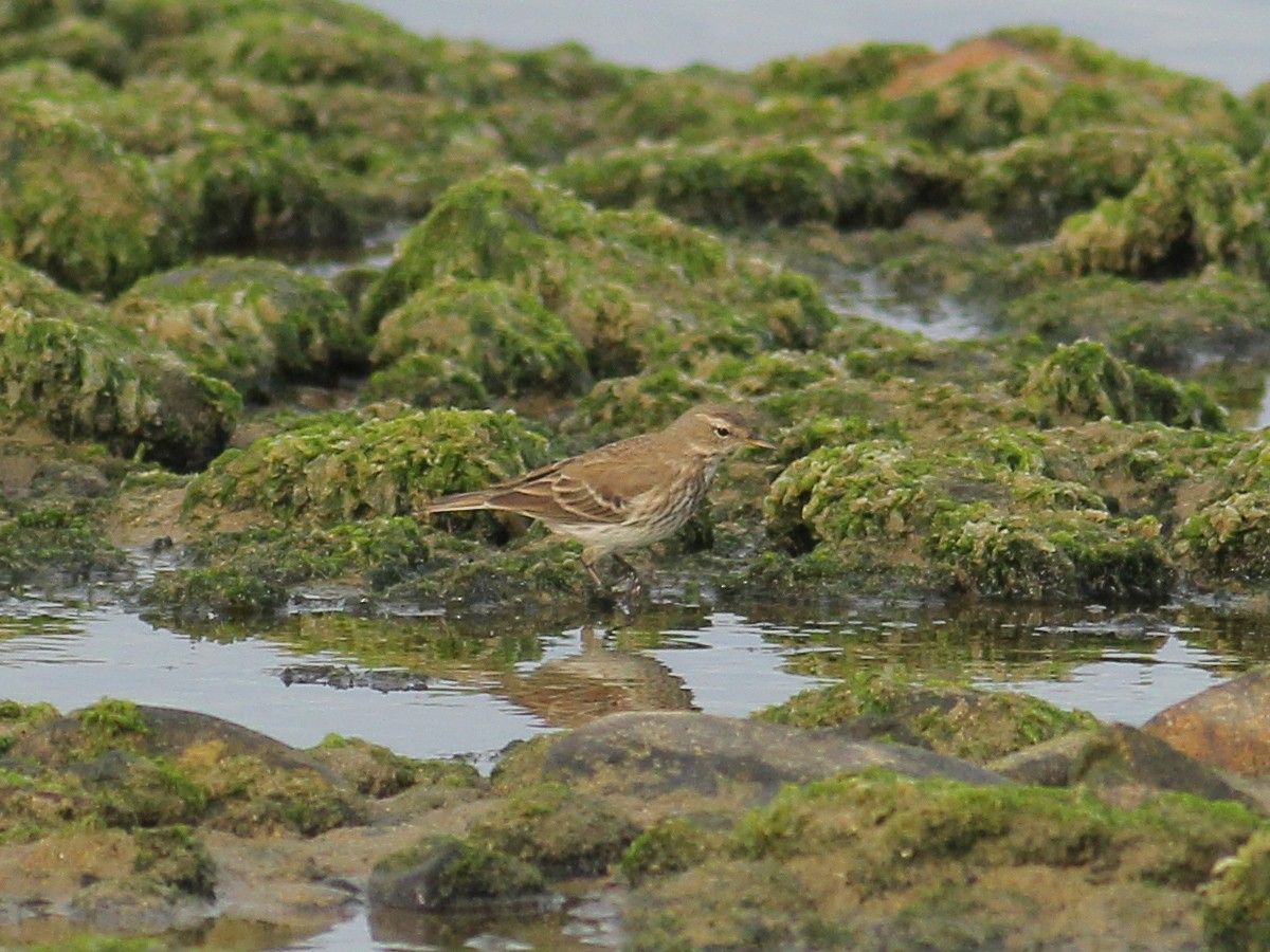 Water Pipit - ML645658830
