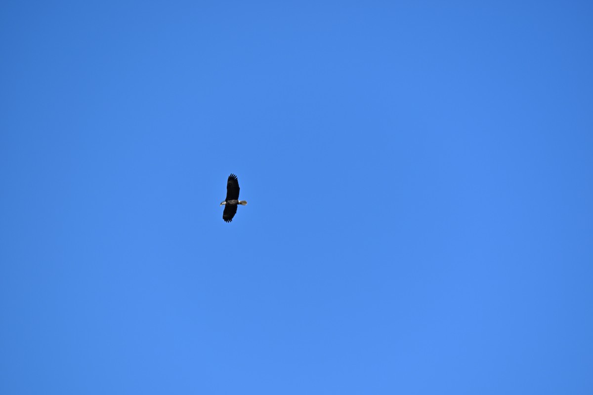 Bald Eagle - ML645658835