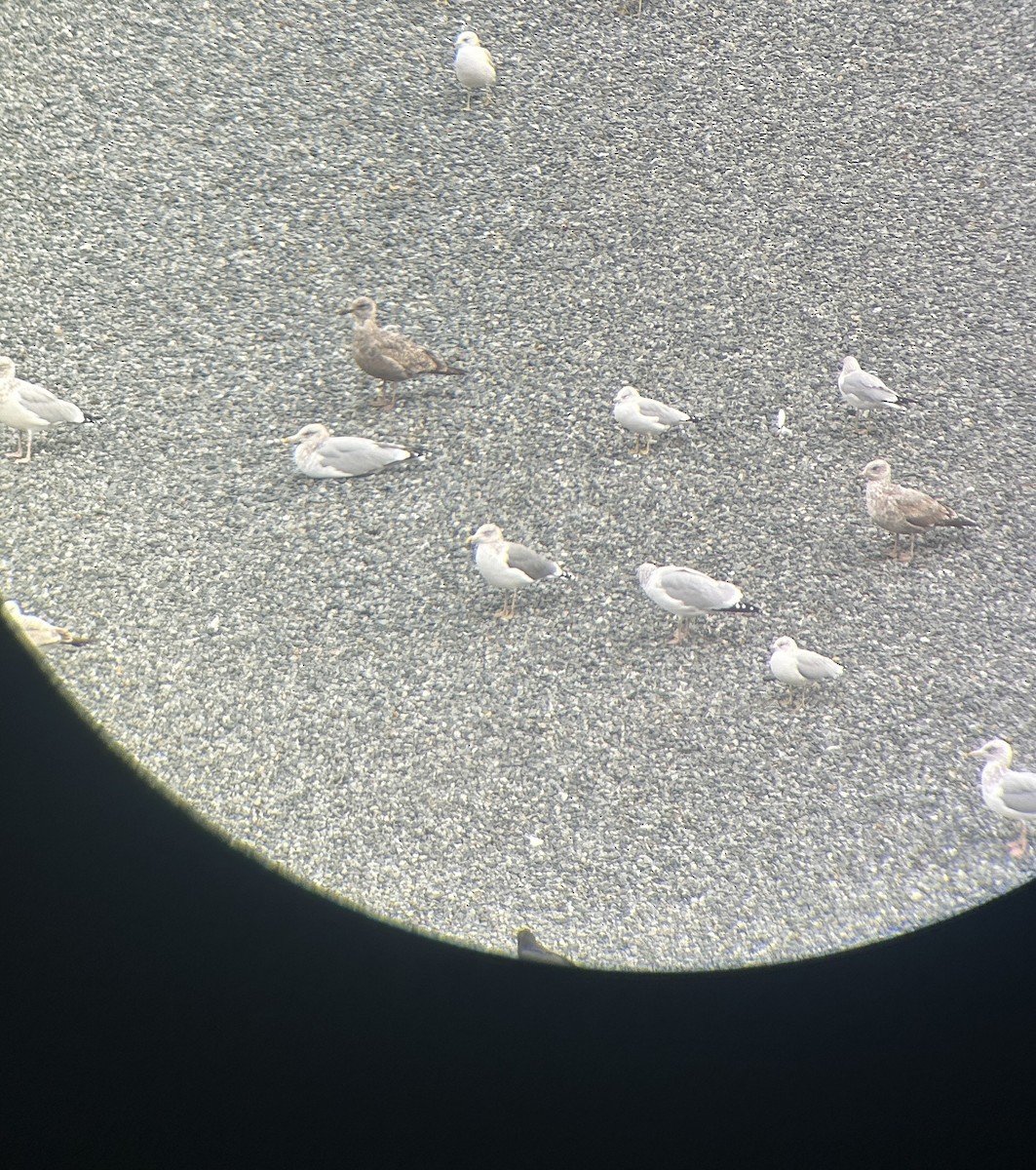 American Herring x Lesser Black-backed Gull (hybrid) - ML645658836