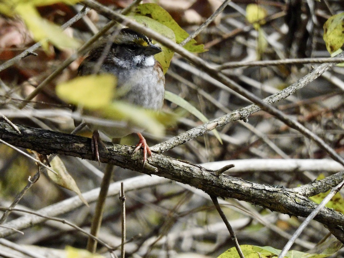 White-throated Sparrow - ML645658841