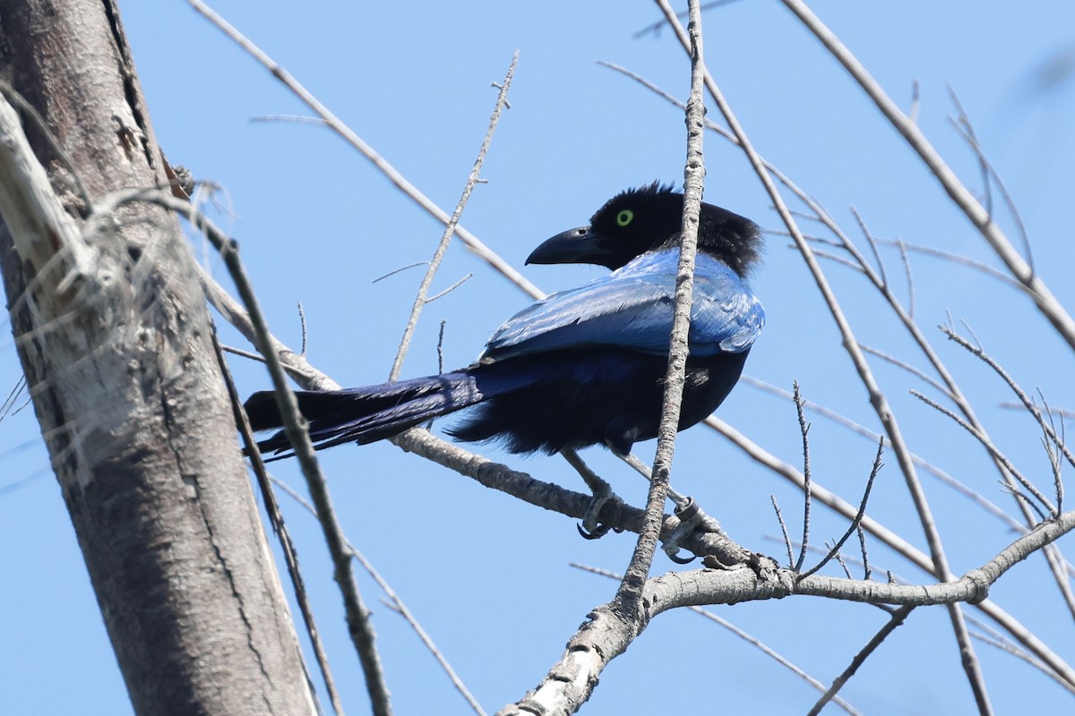 ヌレバカケス - ML645658847