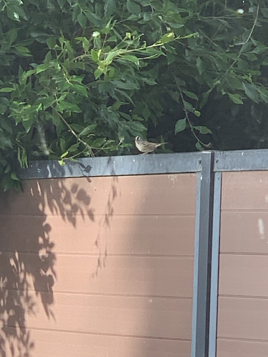 White-crowned Sparrow - ML645658848