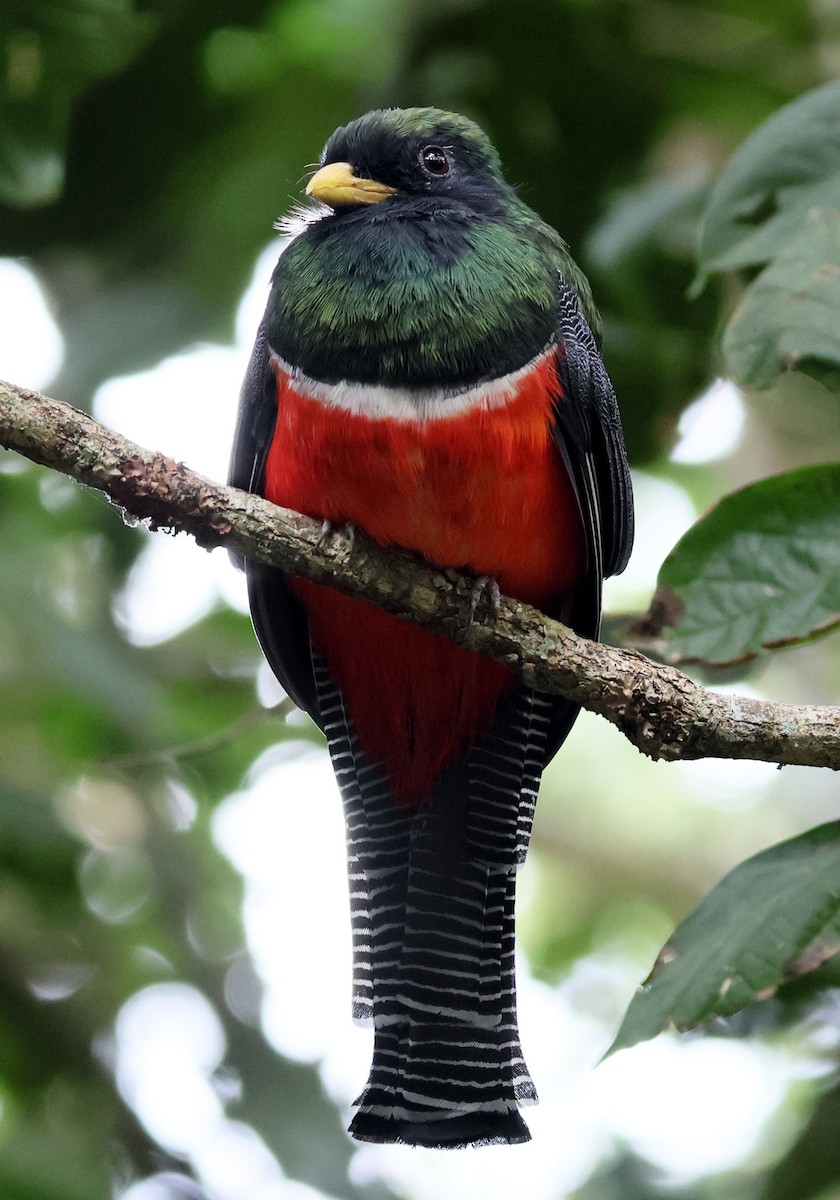 Trogon rosalba - ML645658850