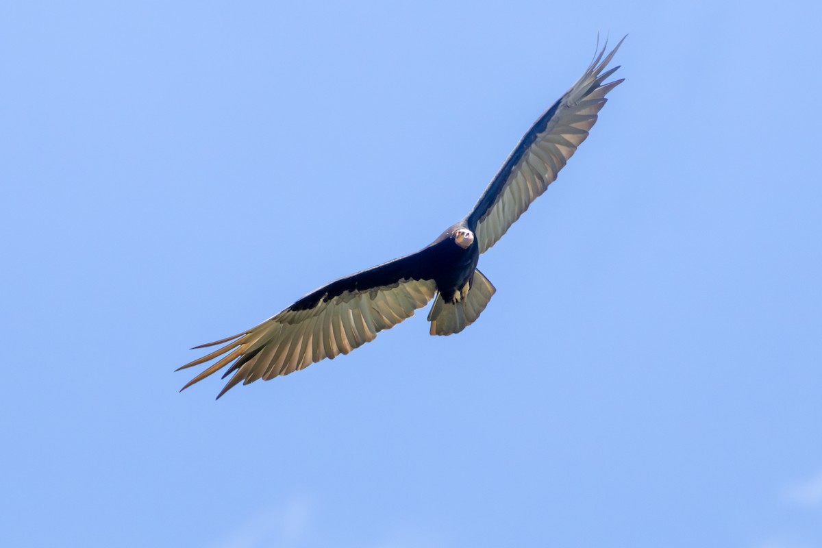 Lesser Yellow-headed Vulture - ML645658852