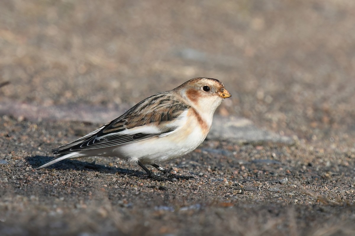 Snow Bunting - ML645658858