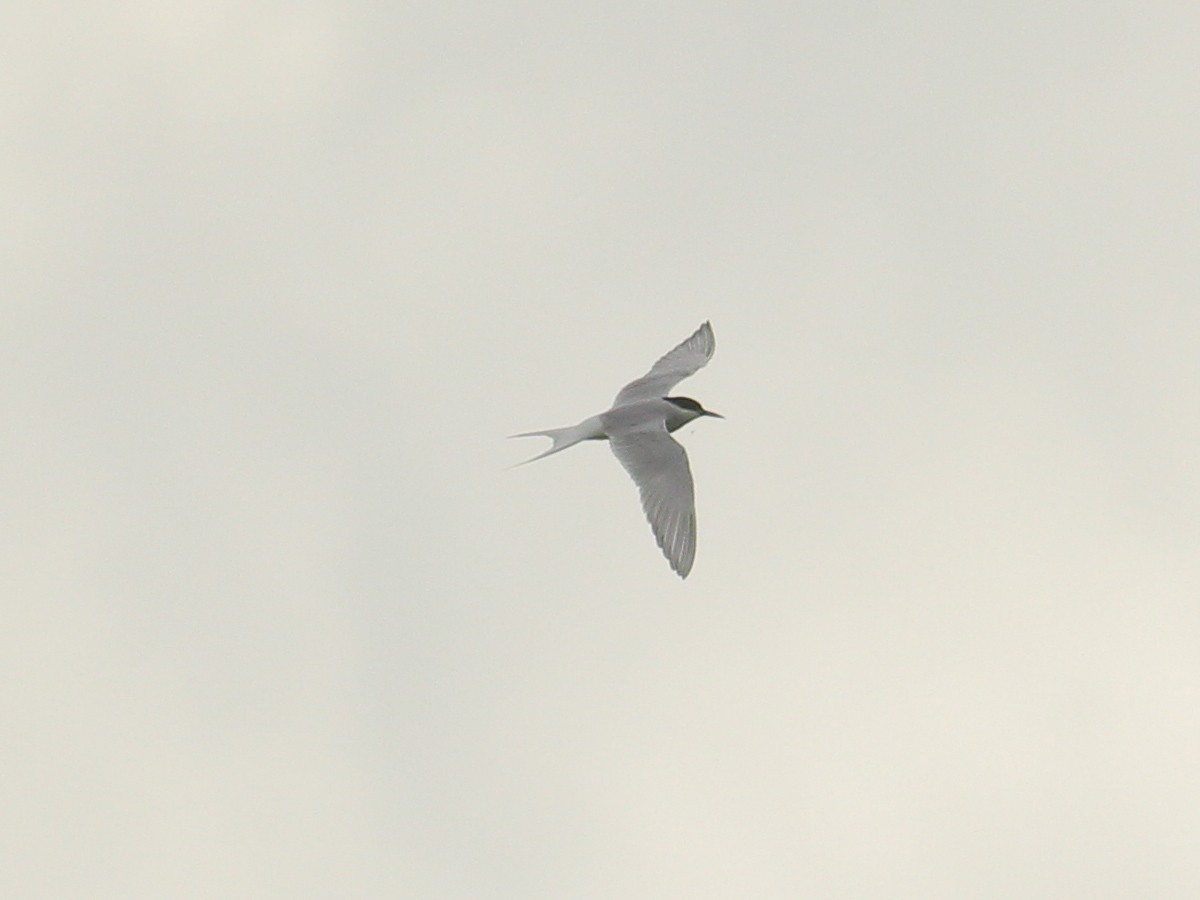 Arctic Tern - ML645658859