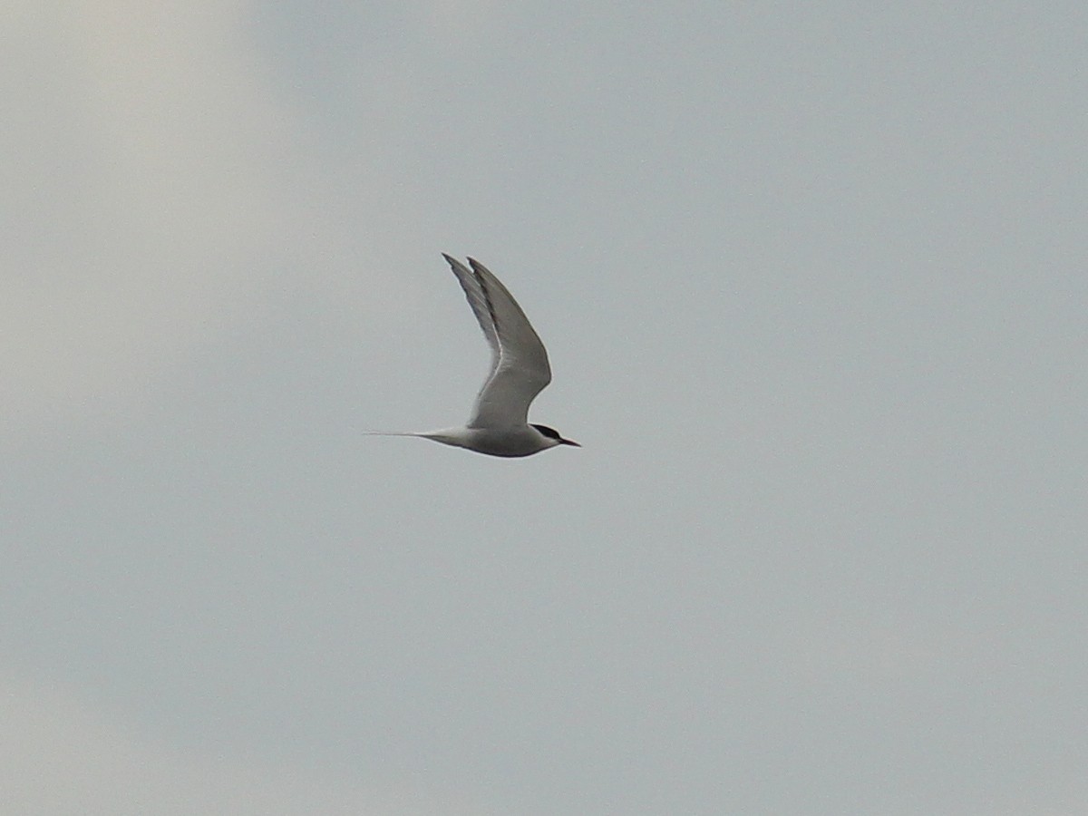 Arctic Tern - ML645658860