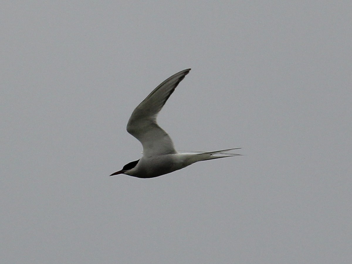 Arctic Tern - ML645658861