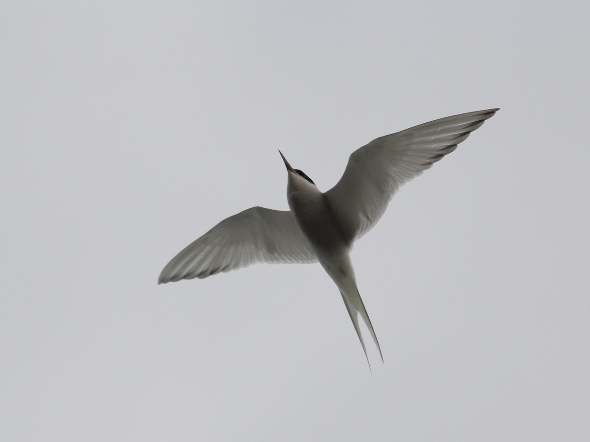 Arctic Tern - ML645658862