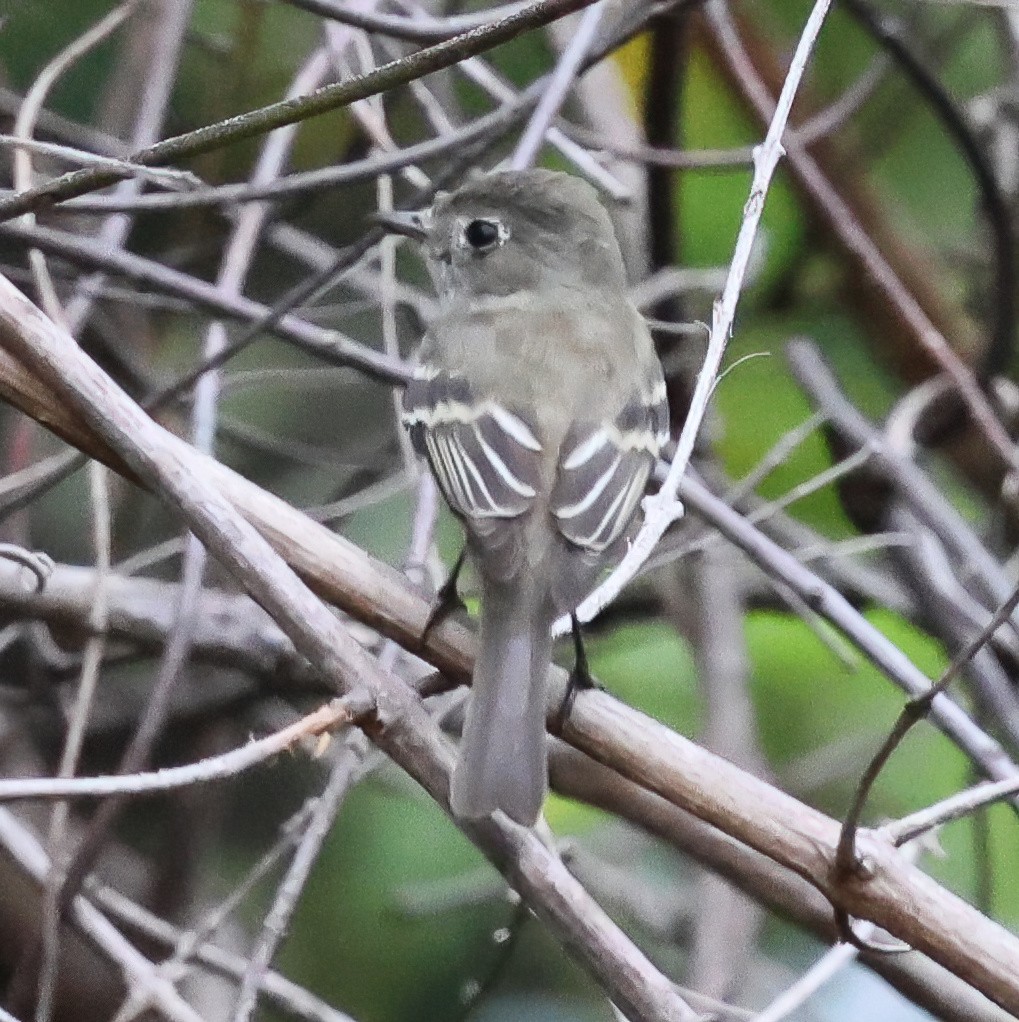 Moucherolle tchébec - ML645658863