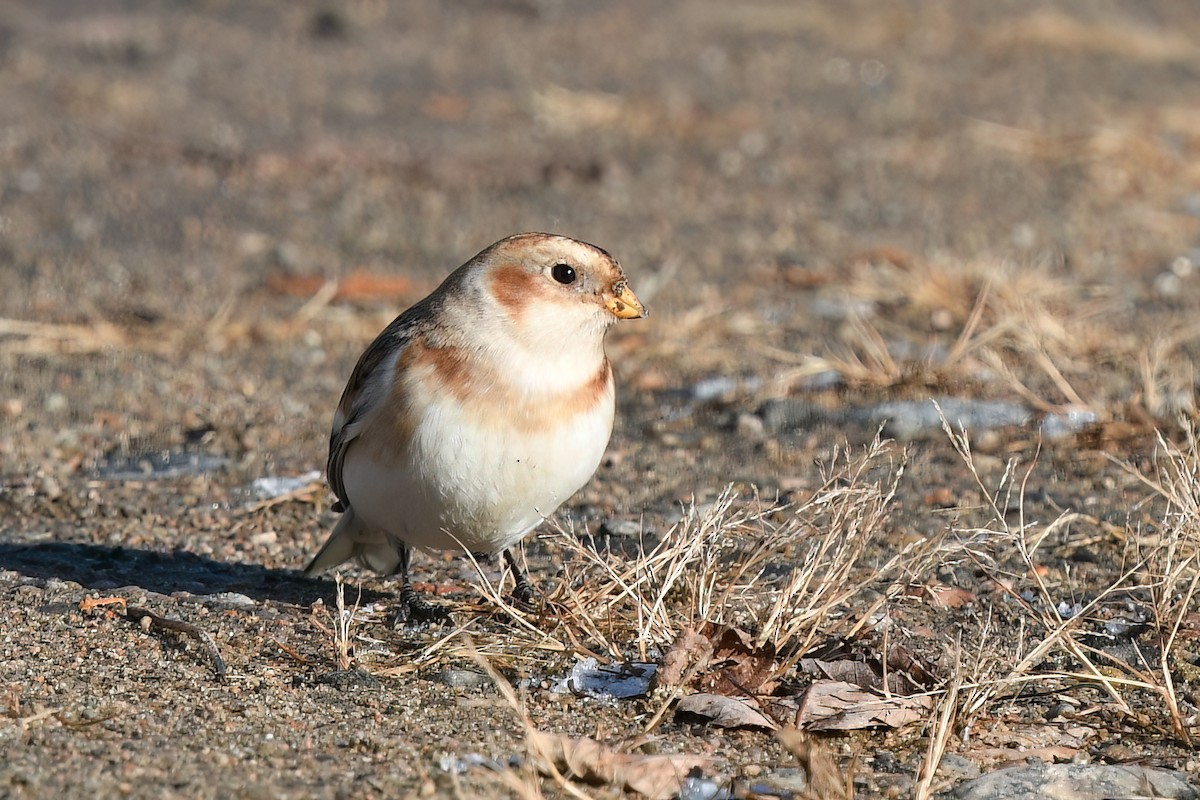 Snow Bunting - ML645658871