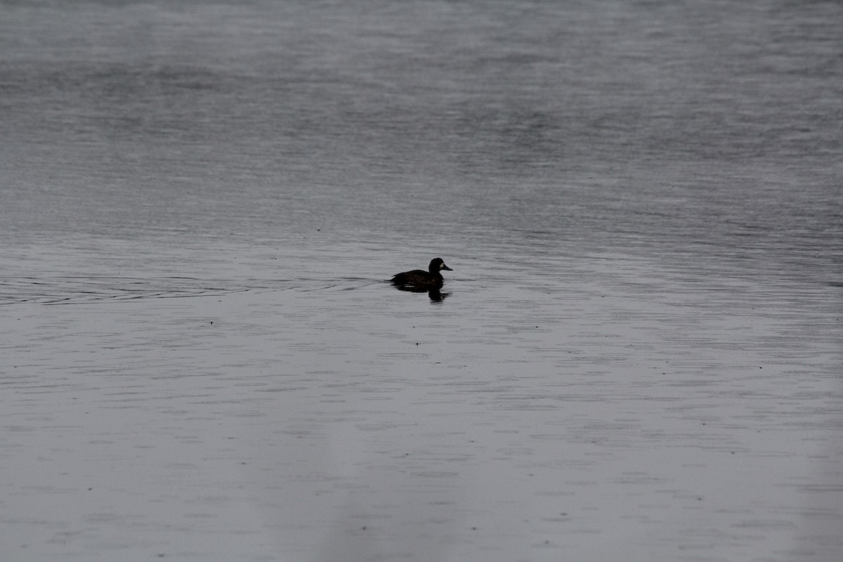 Greater Scaup - ML645658891
